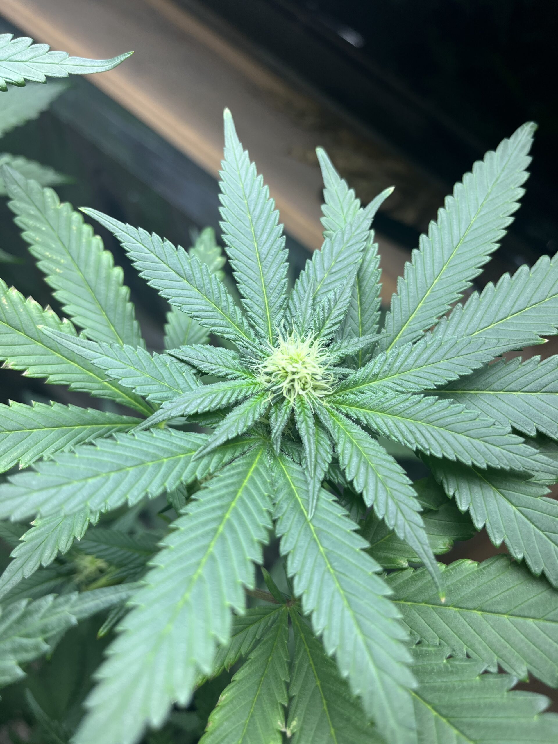 Small cannabis bud growing